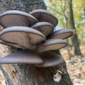 Oyster Mushroom