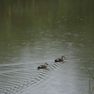 Eastern Spot-billed Duck