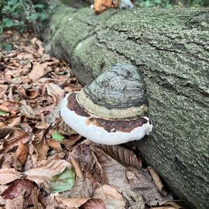 Tinder Polypore