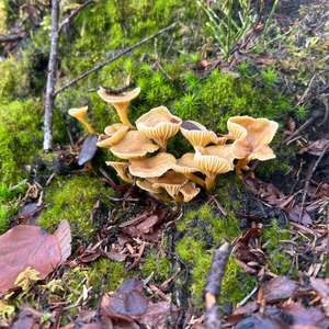 Trompeten-Pfifferling