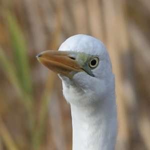 Great Egret