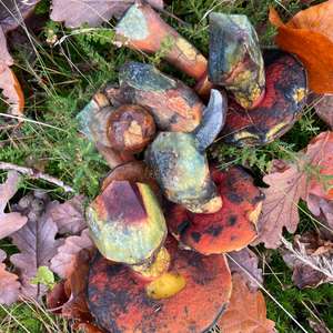 Flockenstieliger Hexenröhrling