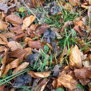 Fluted White Helvella
