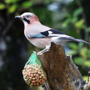Eurasian Jay