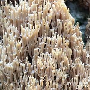 Crown Coral