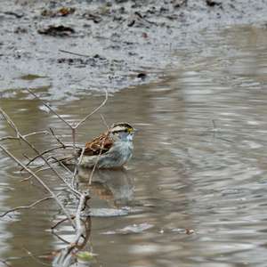 White-throated Sparrow