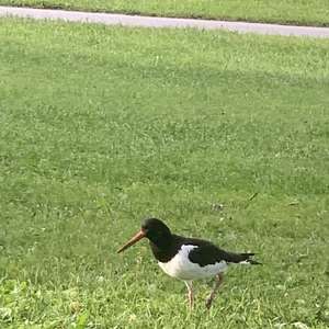 Eurasian Oystercatcher