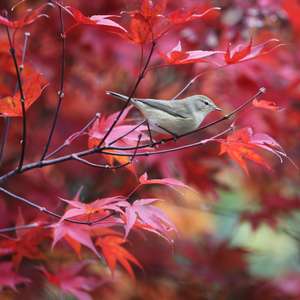 Common Chiffchaff
