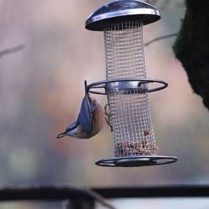 Wood Nuthatch