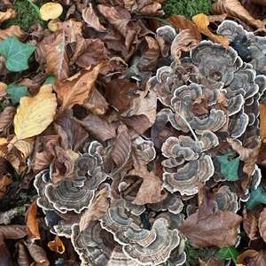 Turkey-tail