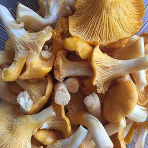 Chanterelle, Common