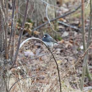 Dark-eyed Junco
