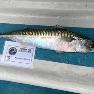 Atlantic mackerel