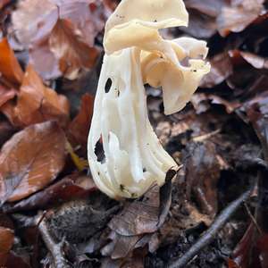 Fluted White Helvella