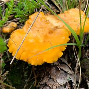 Chanterelle, Common