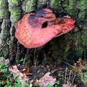 Beefsteak Polypore