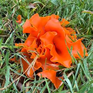Orange Peel Fungus