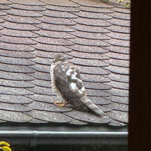 Eurasian Sparrowhawk