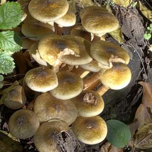 Asiatische Schwarz-Trüffel