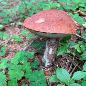 Orange Birch Bolete