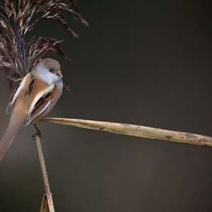 Bearded Parrotbill