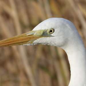 Great Egret