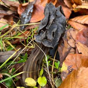 Fluted White Helvella
