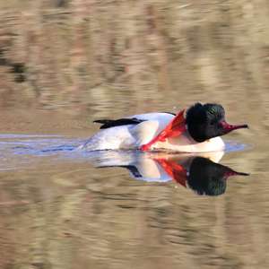 Common Merganser