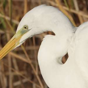Great Egret