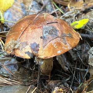Bay Bolete
