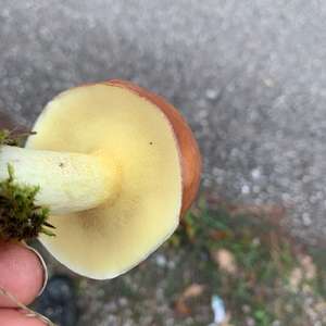 Grauvioletter Rißpilz