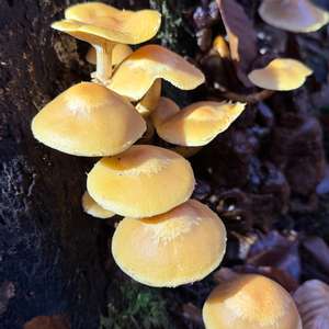 Changing Pholiota