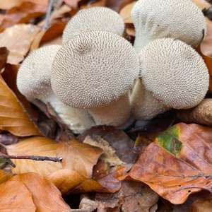Pestle-shaped Puffball