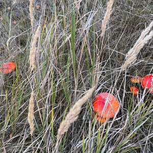 Fly Agaric