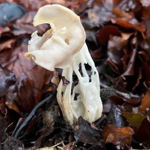 Fluted White Helvella