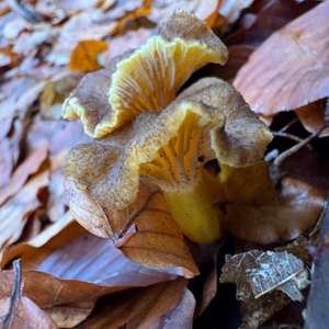 Chanterelle, Common
