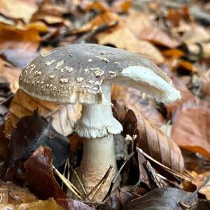 Stout-stalked Amanita