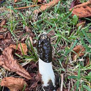 Stinkhorn, Common