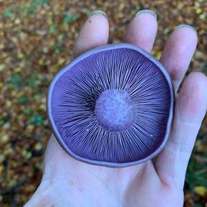 Wood Blewit