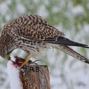 Common Kestrel