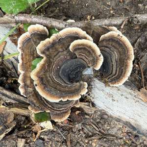Turkey-tail