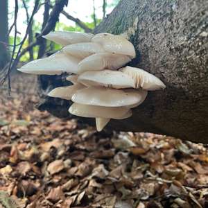 Porcelain Fungus