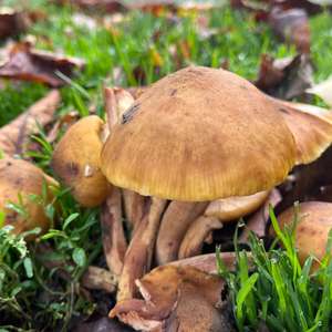 Honey Fungus