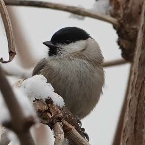 Marsh Tit