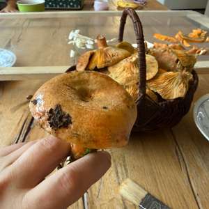 False Saffron Milk Cap