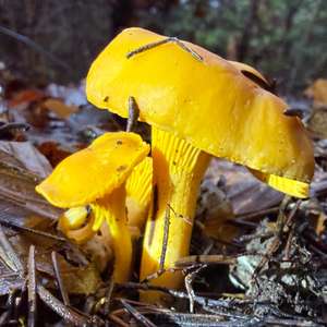 Chanterelle, Common