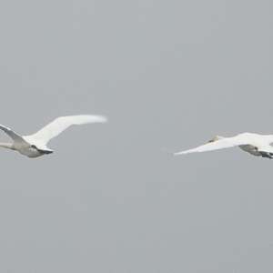 Whooper Swan