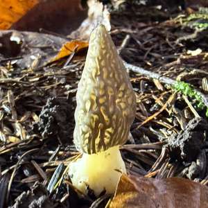 Black Morel