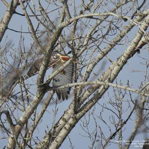 Red-tailed Hawk