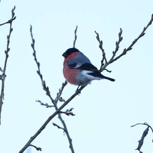 Eurasian Bullfinch